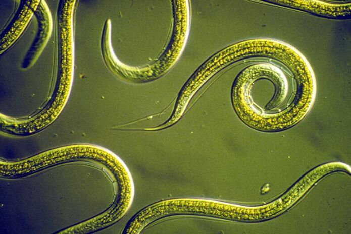 Cleaning of parasites